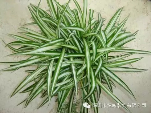 新房裝修甲醛怎么去除？來這里看多種有效方法